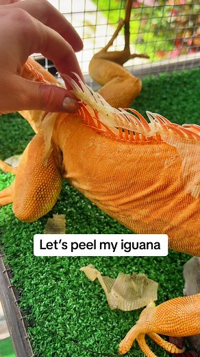Satisfying Reptile Shedding: Iguana Skin Peeling Process