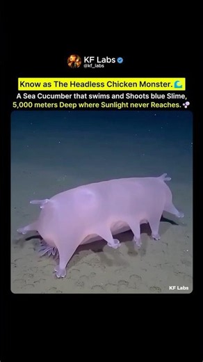 This Deep Sea Monster Has No Head and No Eyes 🫧