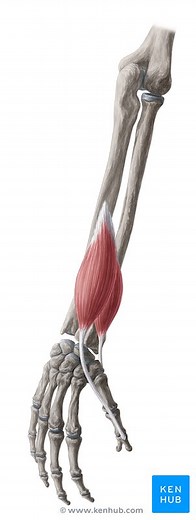 Músculos del antebrazo