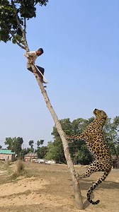 Cheetah attacks a boy on a tree | Brave Resident