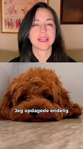 Vidste du, at din hund også har brug for mental stimulering? Dette smarte legetøj bevæger sig automatisk og holder din hund aktiv i timevis. Lige nu får du 50 % rabat og gratis fragt – gør din hunds dag sjovere. | NordPaw Danmark