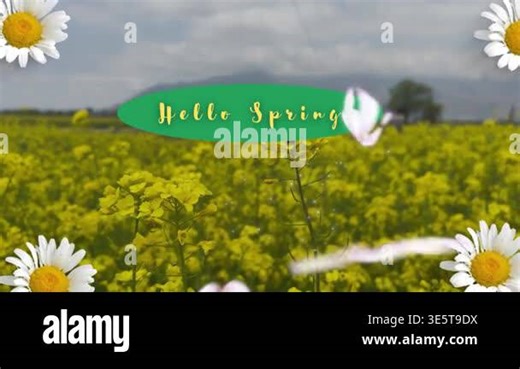 Hello Spring Text Badge on Yellow Flower Field with Daisy Overlays Stock Video Footage - Alamy