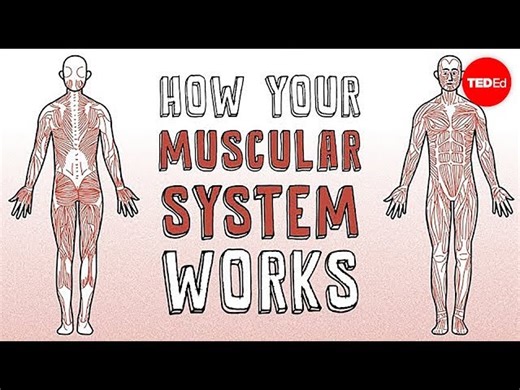 Human Body: How Your Muscular System Works