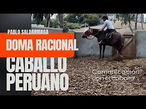 Rational training at a distance: how to communicate with a weak Peruvian Horse
