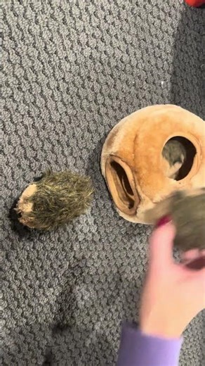 Small Dog Toy — Perfectly Sized & Safe for Tiny Breeds