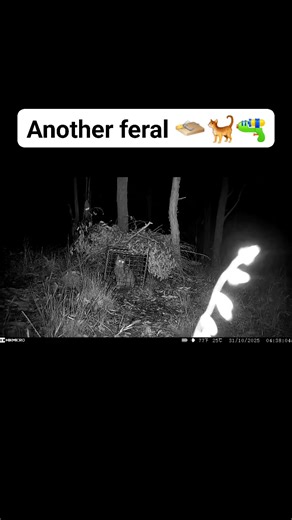 A single feral cat can kill up to 20 native animals in a single night — birds, lizards, small mammals and even young rabbits or lambs. Multiply that by hundreds of nights a year and you start to see the real impact these predators have on our wildlife and farms. They’re silent, smart, and devastatingly efficient hunters — and that’s why professional control is so important. #WAFAS #feralcatcontrol #wildlifeprotection #australianwildlife #predatorcontrol | WA Feral Animal Service