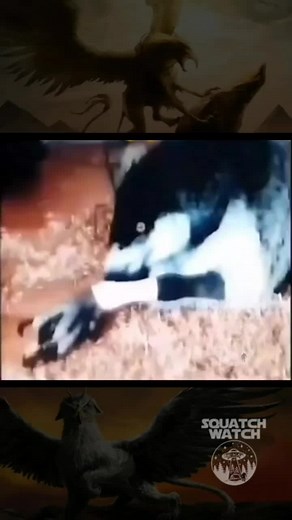 A Griffin. Griffins or gryphons are winged mythical creatures with a lion’s body, an eagle’s head and ears resembling a horse’s ears. Rest of the physical features differs between the myths, i.e. they are sometimes depicted without wings. Griffins are most commonly mentioned in Greek mythology, however, the myth regarding Griffins originated from Ancient India. It is believed that the traders traveling from Europe to Mongolia through the Silk Road carried their observations about the fossils of