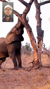 966K views · 4.1K reactions | Lion Vs Leopard Vs Elephant | General Hub | Facebook