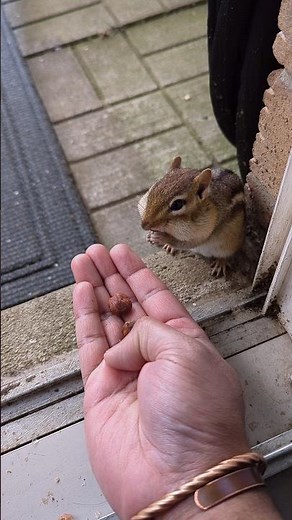 Not a fan of hazelnut but chipmunk cant complain #chipmunk #tinychipmunk #cute #adorable #hazelnut