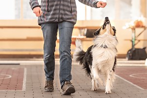 15 Hardest Dog Breeds to Train—How To Set Them Up for Success