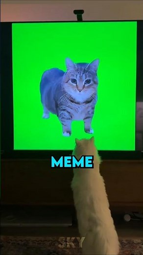 Oiia Oiia Cat REACTS to her own MEME😔