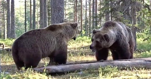 「過去最高のクマの戦い」決闘の瞬間を激写　唸り、近づき、取っ組み合い..（動画）