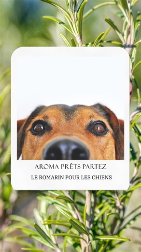 🐾🌿 Le romarin pour les chiens : un allié naturel ! 🌿🐾 Saviez-vous que le romarin peut être bénéfique pour votre compagnon à quatre pattes ? Il aide à améliorer la digestion, soulager les douleurs articulaires et booster l'énergie de votre chien ! 🐶💚 Découvrez comment l'utiliser en toute sécurité dans cette vidéo. 📢 Envie de découvrir d'autres astuces naturelles pour vos animaux ? Inscrivez-vous à nos formations et apprenez à prendre soin de vos compagnons avec des solutions naturelles ! �