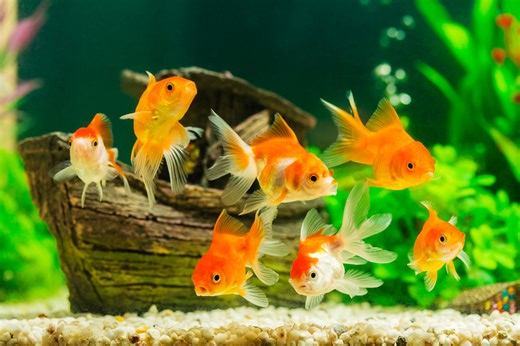 300  Hilarious, Cute and Clever Fish Names