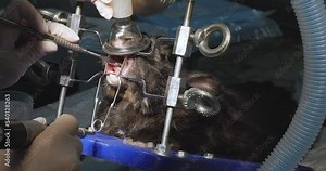 With the help of a special machine, domestic rodents undergo a dental examination and file too long teeth under general anesthesia. The concept of veterinary dentistry.