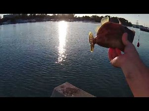 アジングロッドで堤防カワハギ釣り