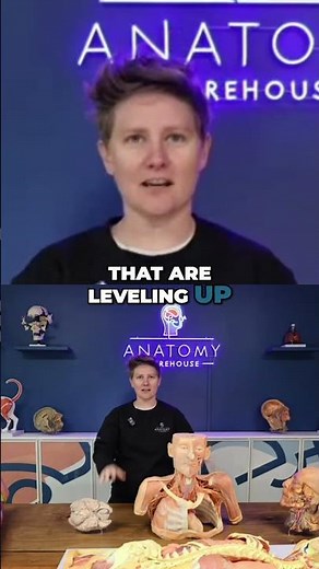 Anatomical Models Leveling Up Human Anatomy Teaching! #shorts