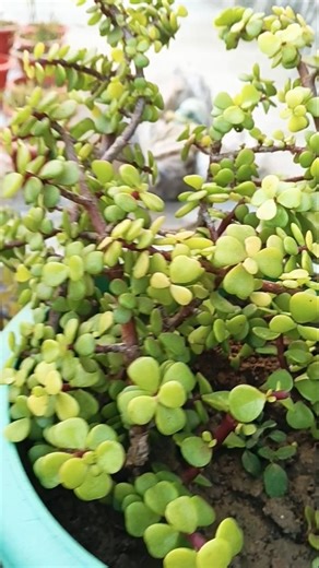 little jungle jade plant ☘️..!