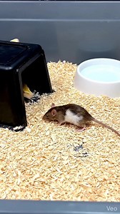 Albino python feeding on live rat inside wood-shavings box enclosure | real breeder-style setup Warning [Warning: Live Feeding Video] This content shows animals feeding naturally as part of nature. No harm, no encouragement of violence. Educational wildlife content. #albinopython #pythonfeeding #liverat #snakefeeding #reptilebreeder #wildlifeeducation #naturecapture #viralreels #facebookreels | Frog Feeding