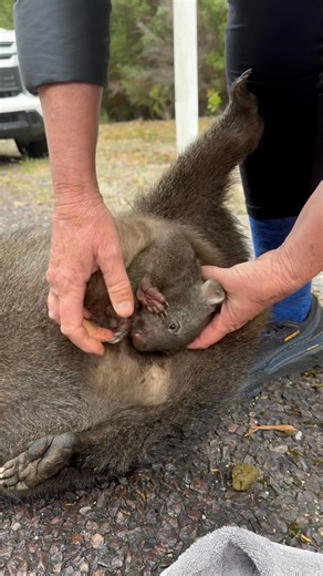 Last week we ‘birthed’ this little cutie and now it’s in the loving care of a local volunteer. Our neighbours at Wobbly Boot are holding a Wombat Rescue Fundraiser today and we’d like to support them. | Roslyn 1823