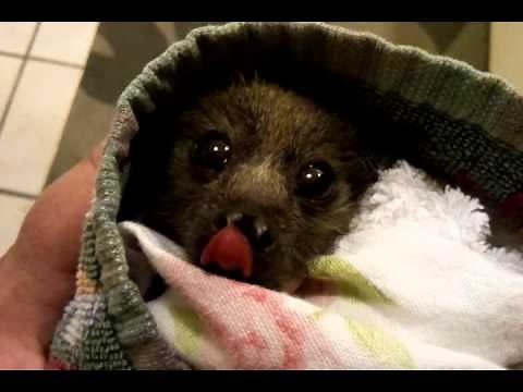 Orphan Baby Bat Bunny Makes Sweet Chirping Sound.