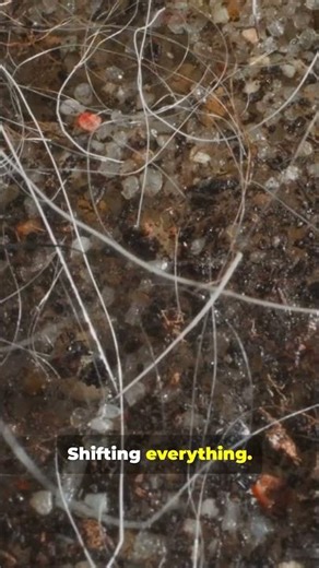 Community Ecology Made Simple 🔍