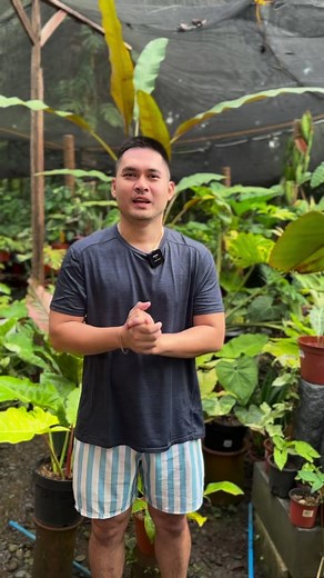 67K views · 2.1K reactions | HOW TO GROW AND PROPAGATE ALOCASIA FROM CORMS #variegatedalocasiapropagation #alocasia #alocasiaamazonicaxbambino #plantito #plantsplantsplants #plantita | Bechoy | Facebook