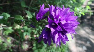 Clustered bellflower or Dane's blood (Campanula glomerata) eastern subspecies on dry meadows of Russian Far East, coast of the Sea of Japan. From bites of rabid animals