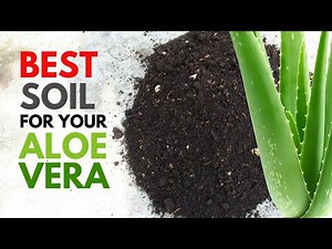What is the Best Soil for Aloe vera