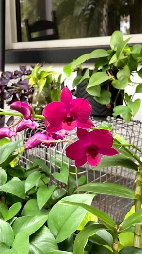 How to Make Your Orchid Bloom Again 🌸