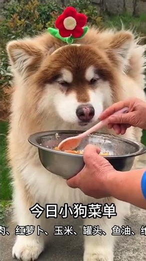 365 Days of Pure Joy: How a Scruffy Little Chinese Rural Dog Changed My Life (No Filters, Just Love