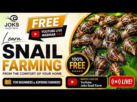 HOW TO START A SNAIL FARM WITHOUT A HUGE CAPITAL