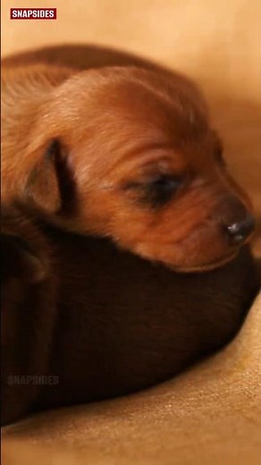 These Newborn Puppies Cuddling Is The Cutest Thing Ever 🐶💛