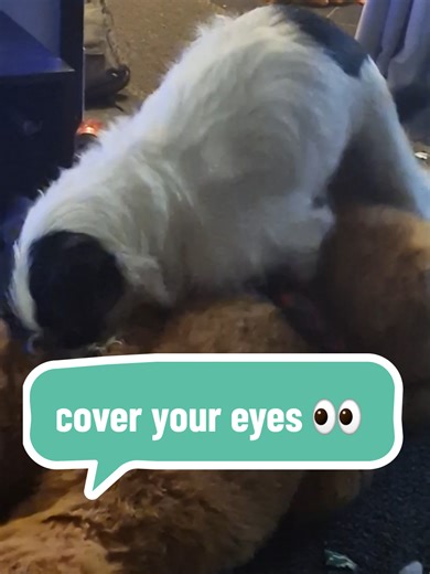 Oh Dexter what am I to do with you 🤣🤣 #dogmom #dogsoftiktok #thisismylife #dogpack #closeyoureyes