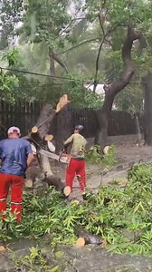 741K views · 3.8K reactions | handling fallen trees blocking roads #stihl #woodworking #fbproo #cuttingtree #logger #fyp #fbproo #tukangkayu @sorotan | Riki Nofa Riyanto | Facebook