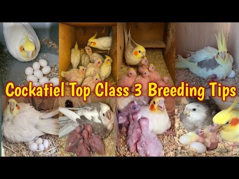 Cockatiel Magical Breeding Formula l Cockatiel Top 3 Breeding Tips l Cockatiel Breeding In 10 Days