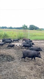 1.4M views · 18K reactions | Native Pig Pen Size and Area Happy Farming Kakabsat #MagsasakangPilipino #TuloyTuloyLangTayo #buhayprobinsya #followersreelsfypシ゚viralシfypシ゚viralシalシ #farming | Mang Berto Farm | Facebook