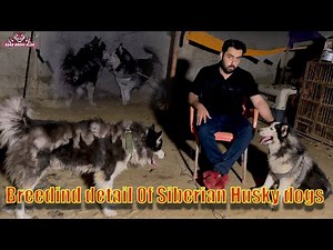 Siberian Husky Dogs breeding information (Asad Brohi vlog)