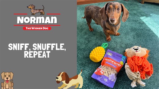 Sniff, Snuffle, Repeat 👃😋 Sniffing out all the hidden treasures in my snuffle toy! 🕵️‍♂️ Can't mom just put endless treats in here for me? 🤣 | Norman The Wiener Dog