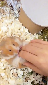 The whole process of torturing a hamster, the little hamster is completely defenseless.🐹😁 #viralpost2025シ #hamsters #petlovers | Biscuittt