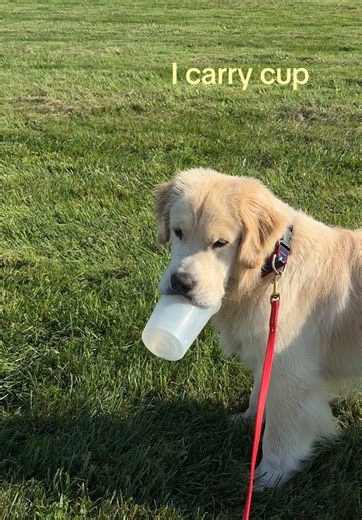 Carried the entire walk | walk