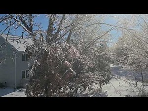 Timelapse of ice melting off trees