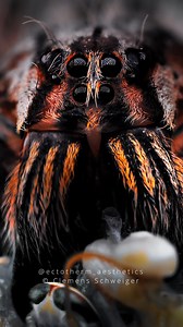 Close up video of Cupiennius salei | Clemens Schweiger