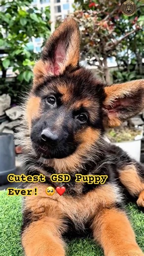 This Cute German Shepherd Puppy Will Melt Your Heart! 🥺❤️ #shorts