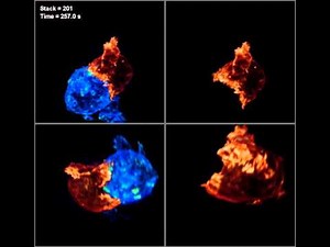 Interaction of a T-cell with a Target Cell
