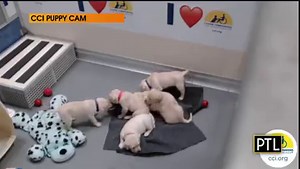 1K views · 42 reactions |  PUPPY CAM  Follow Pickles, the new KDKApup, and his littermates while you can! The Canine Companions for Independence Puppy Cam is only up for a few more days. WATCH THEM HERE: https://cbsloc.al/3ua9JXC | Pittsburgh Today Live | Facebook
