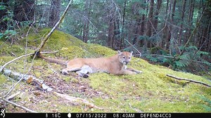 B.C. trail cameras reveal spectacular sights