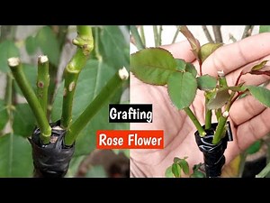 Multi Rose Flower Grafting Very Easy.