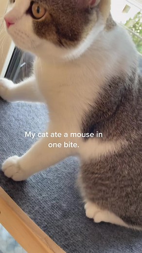 Trigger warning ⚠️ #catsoftiktok #hungrycat #funnycatmoment #fyp | stomach acid cat