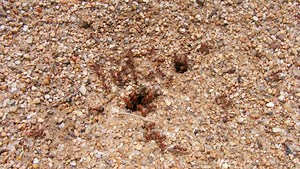 Harvester ants: The first solar engineers, fossil hunters